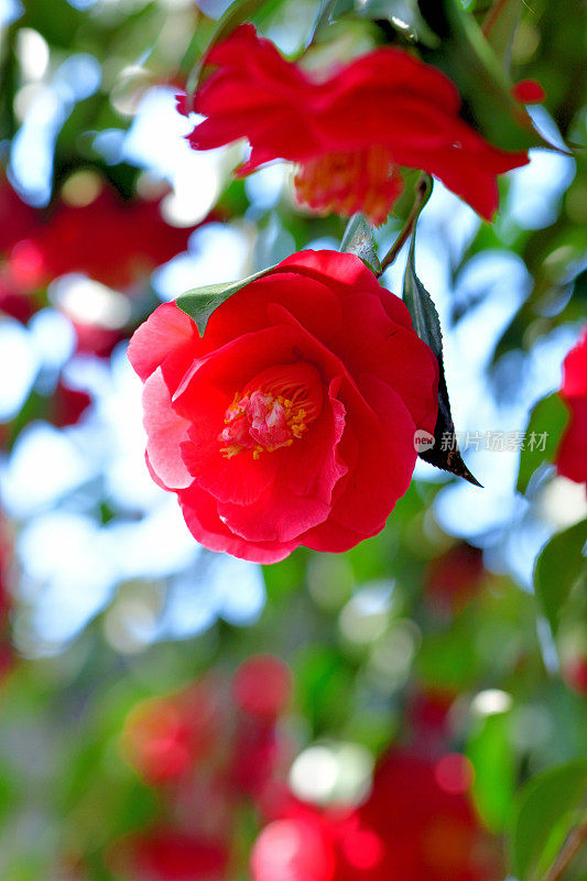 山茶花/日本山茶花花:红色，粉红色和白色